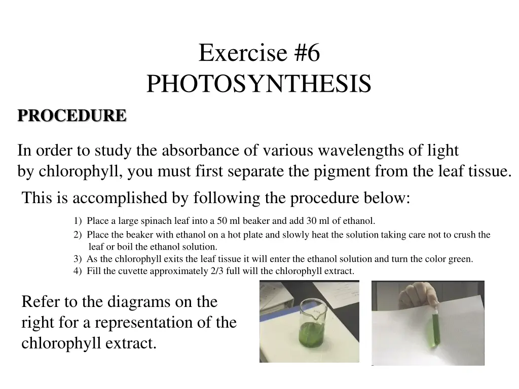 exercise 6 photosynthesis 2