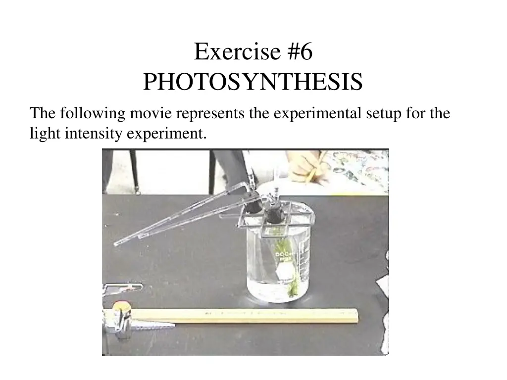 exercise 6 photosynthesis 7