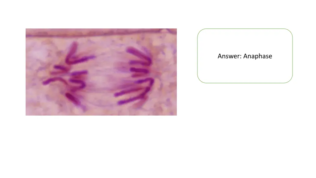 answer anaphase 1