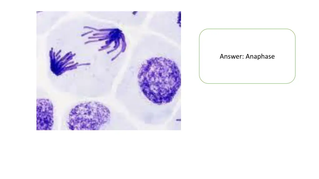 answer anaphase