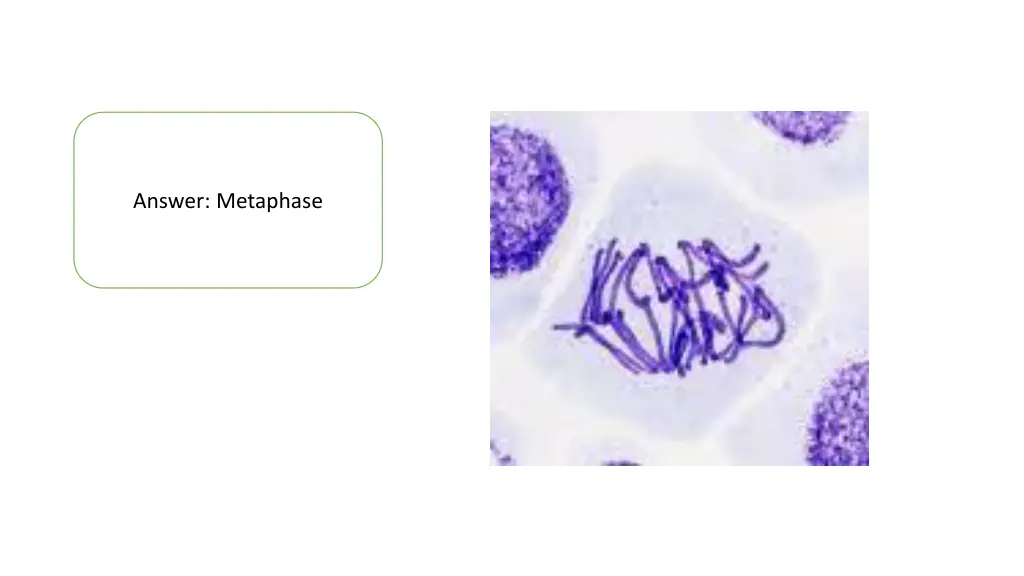 answer metaphase