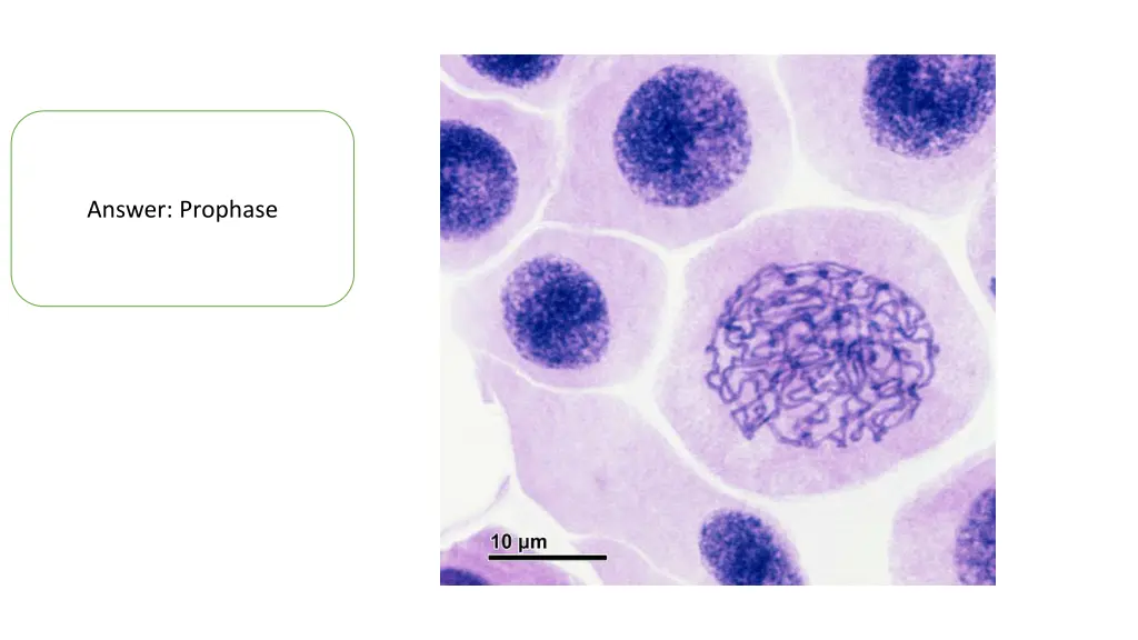 answer prophase 1