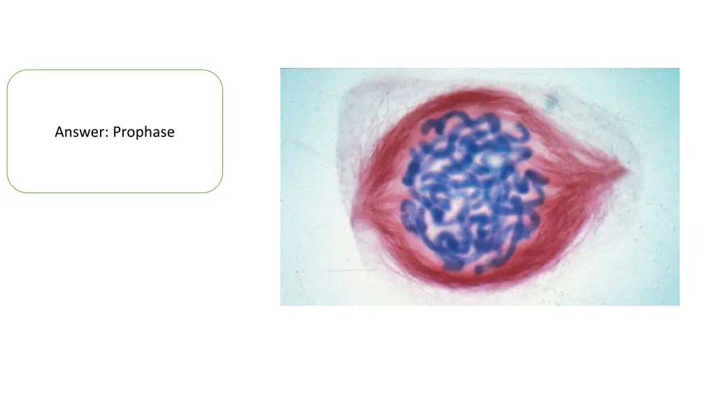 answer prophase