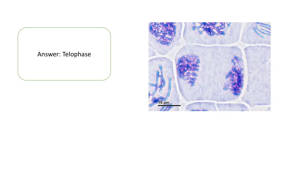 answer telophase 1