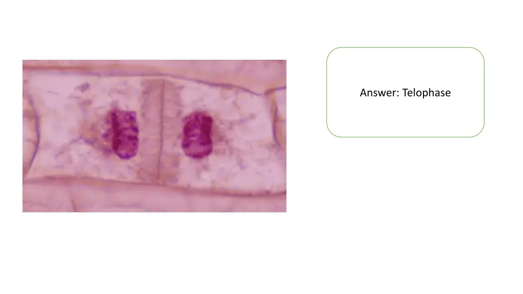 answer telophase