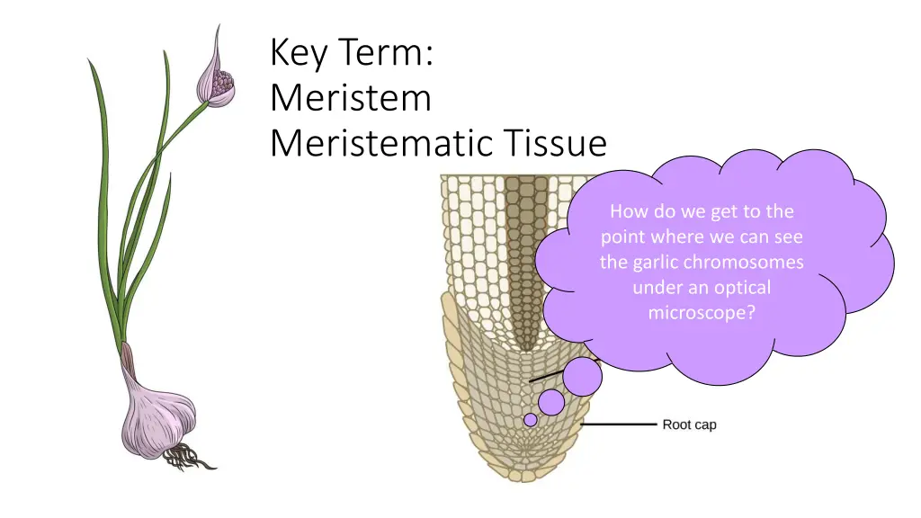 key term meristem meristematic tissue