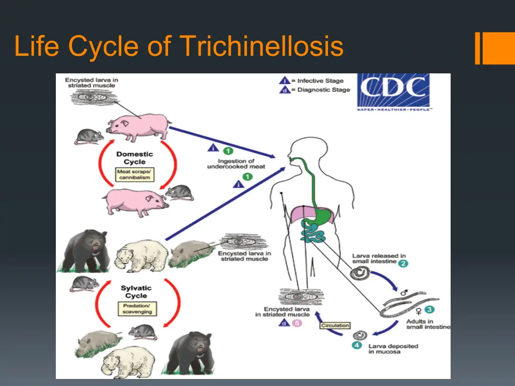 life cycle of trichinellosis