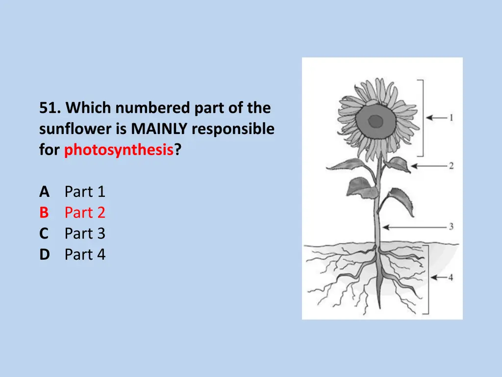 51 which numbered part of the sunflower is mainly 1