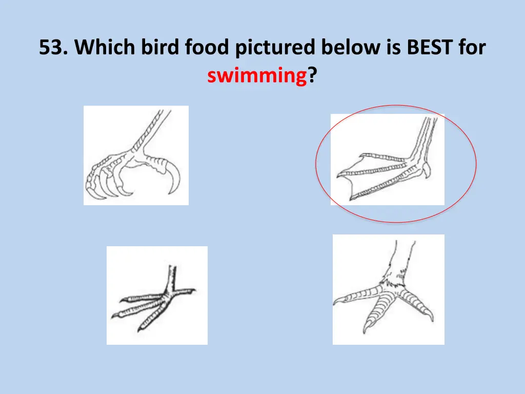 53 which bird food pictured below is best 1