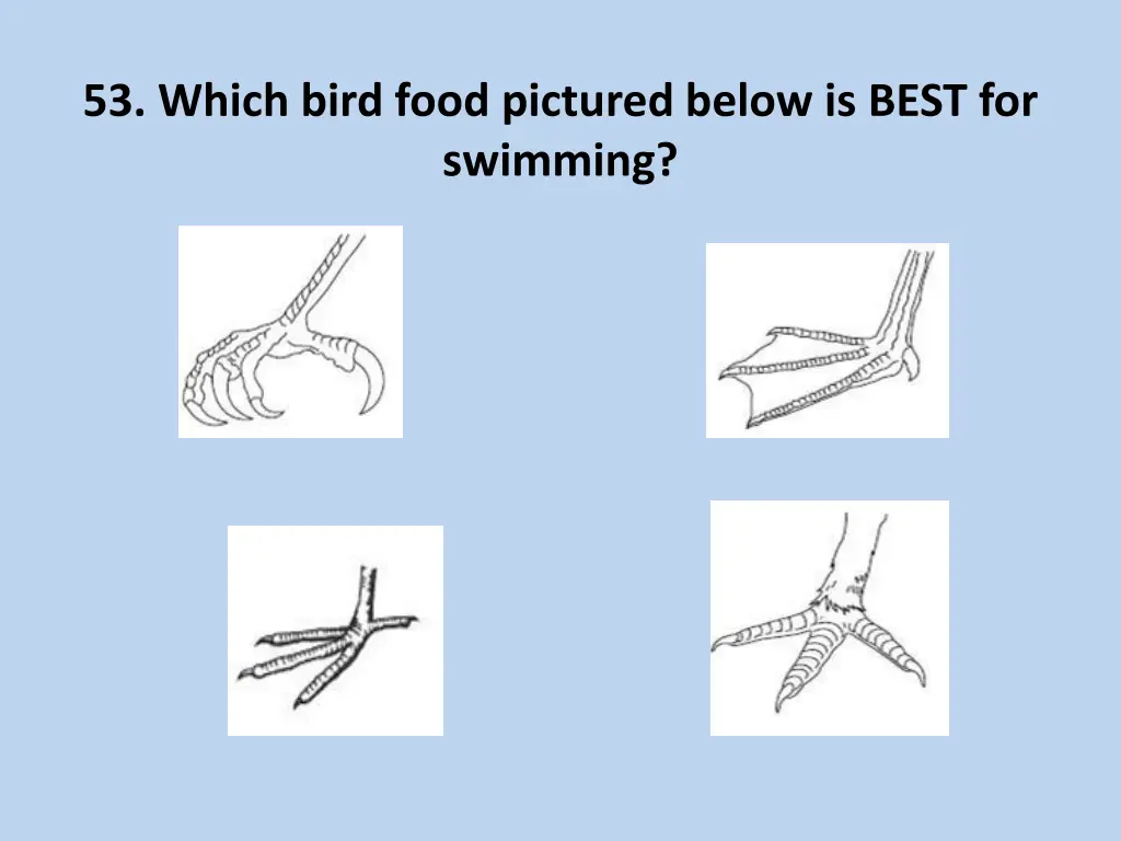 53 which bird food pictured below is best