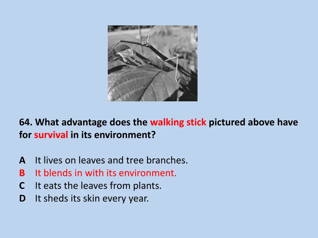 64 what advantage does the walking stick pictured 1