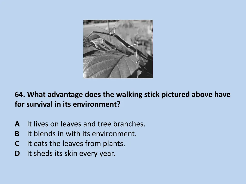 64 what advantage does the walking stick pictured