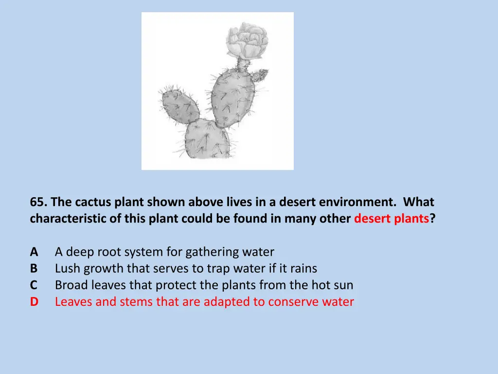 65 the cactus plant shown above lives in a desert 1