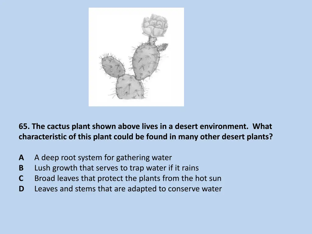 65 the cactus plant shown above lives in a desert