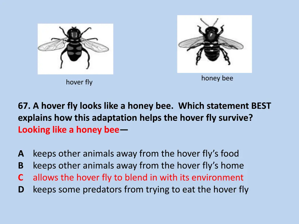 honey bee 1