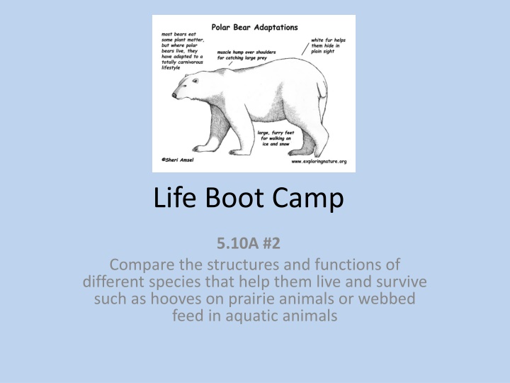 life boot camp