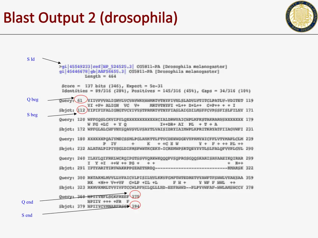 blast output 2 drosophila