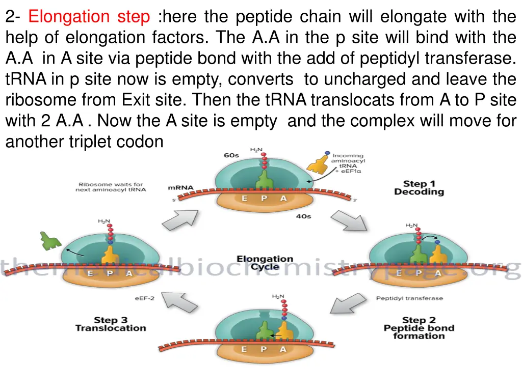 2 elongation step here the peptide chain will