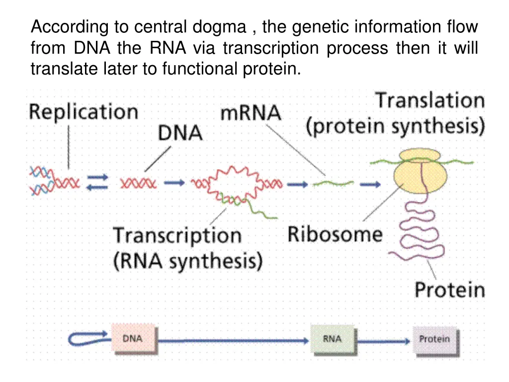 according to central dogma the genetic