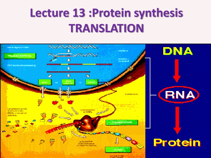 lecture 13 protein synthesis translation