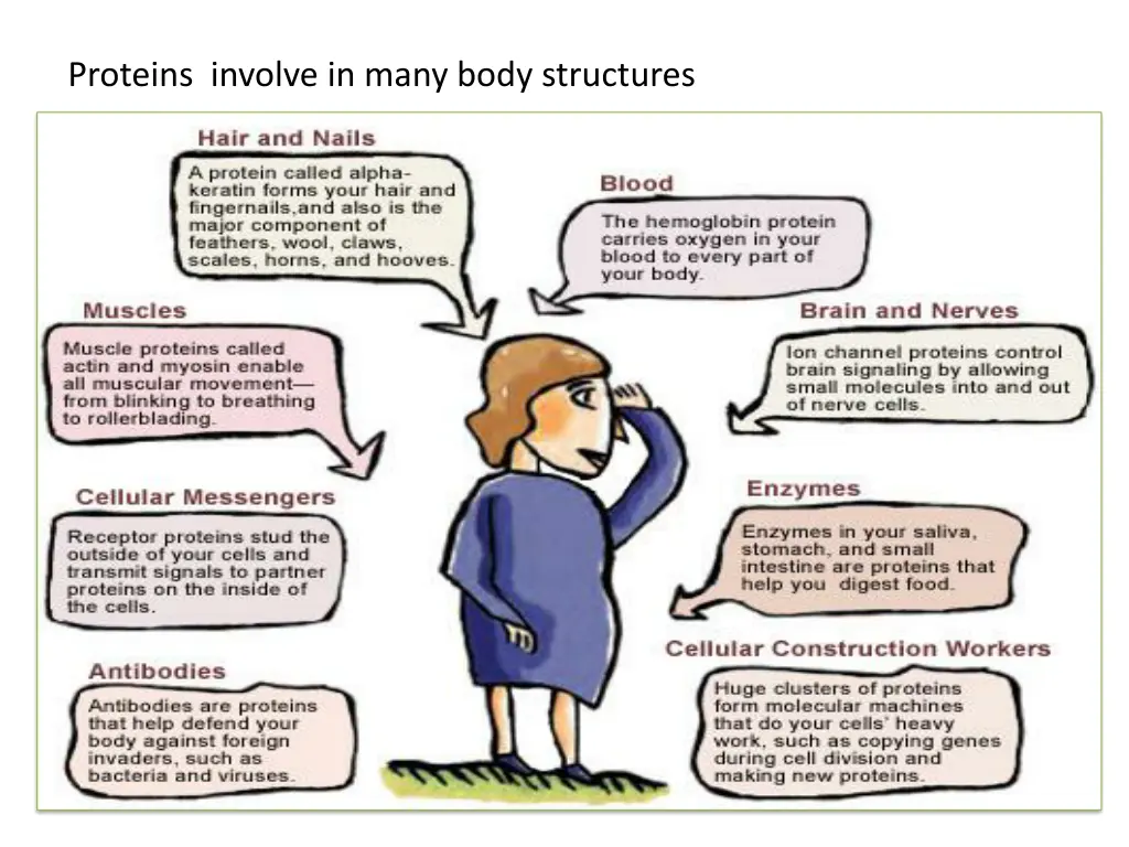 proteins involve in many body structures