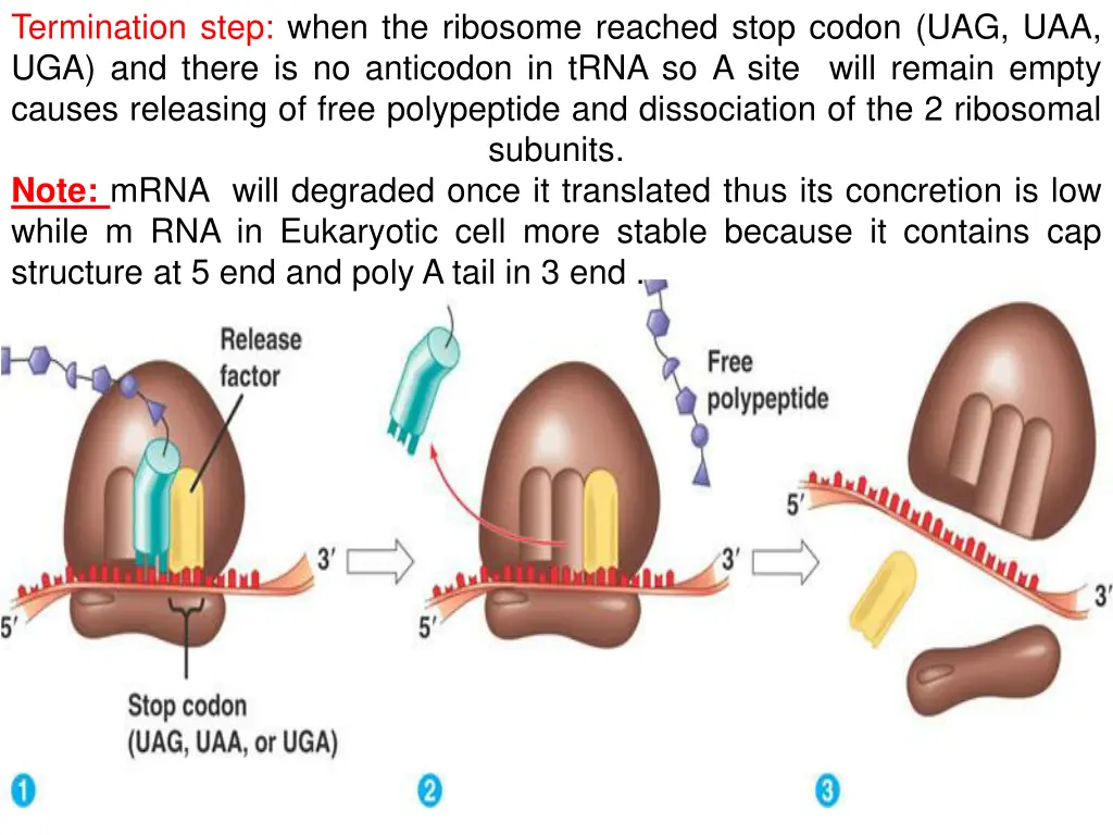 termination step when the ribosome reached stop