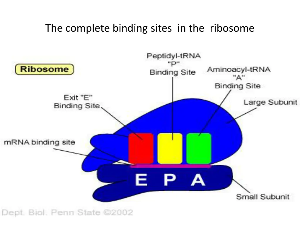 the complete binding sites in the ribosome