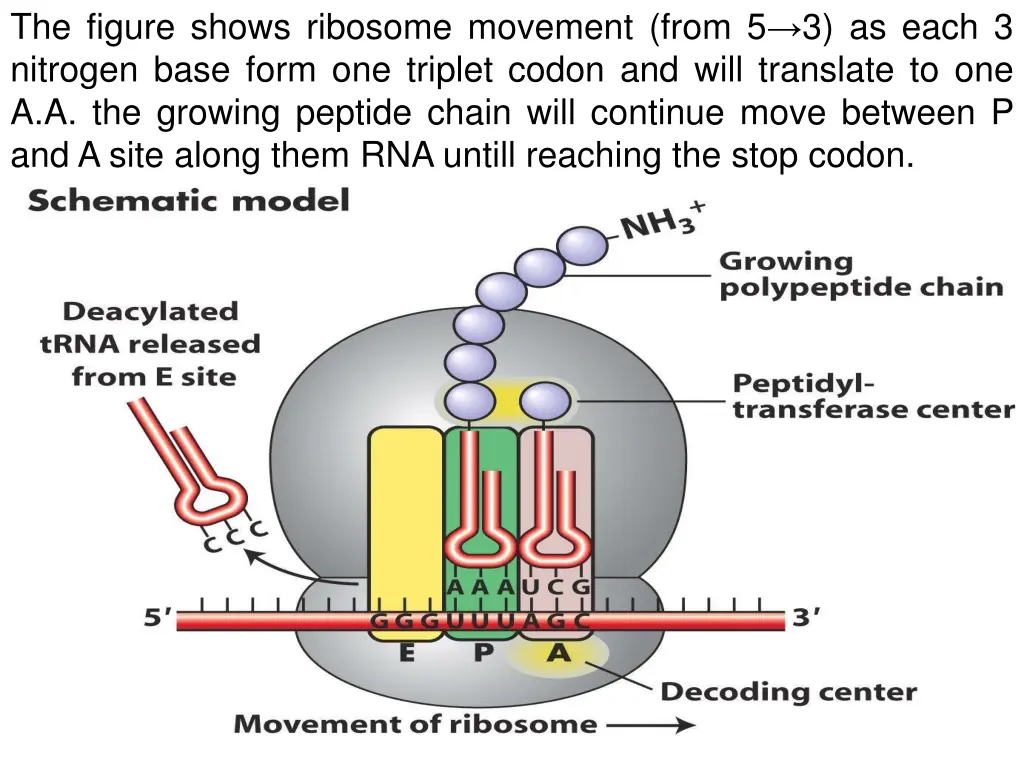 the figure shows ribosome movement from