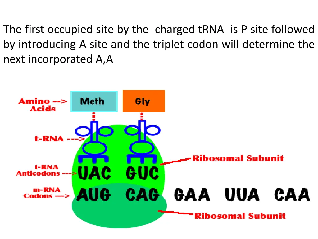 the first occupied site by the charged trna