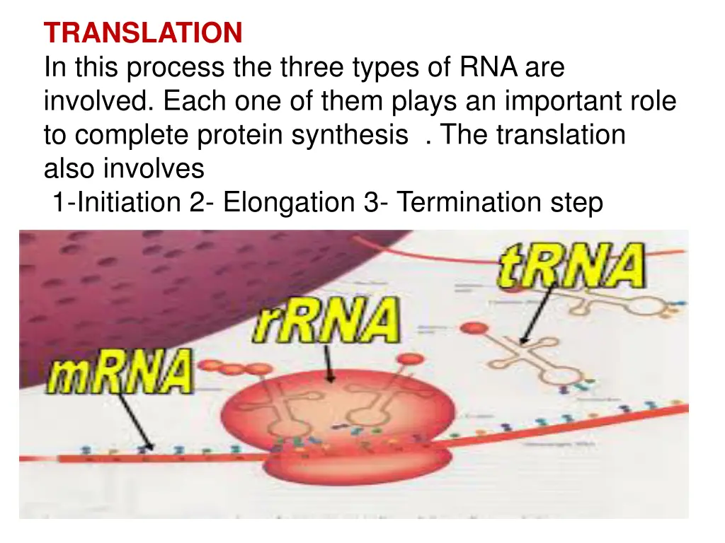 translation in this process the three types