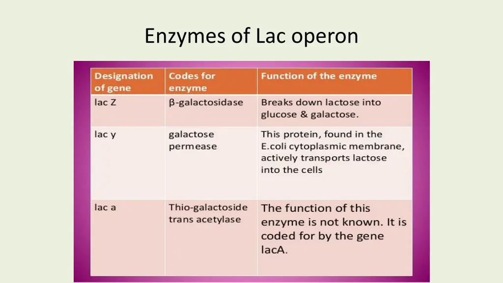 enzymes of lac operon