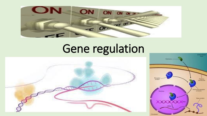 gene regulation gene regulation