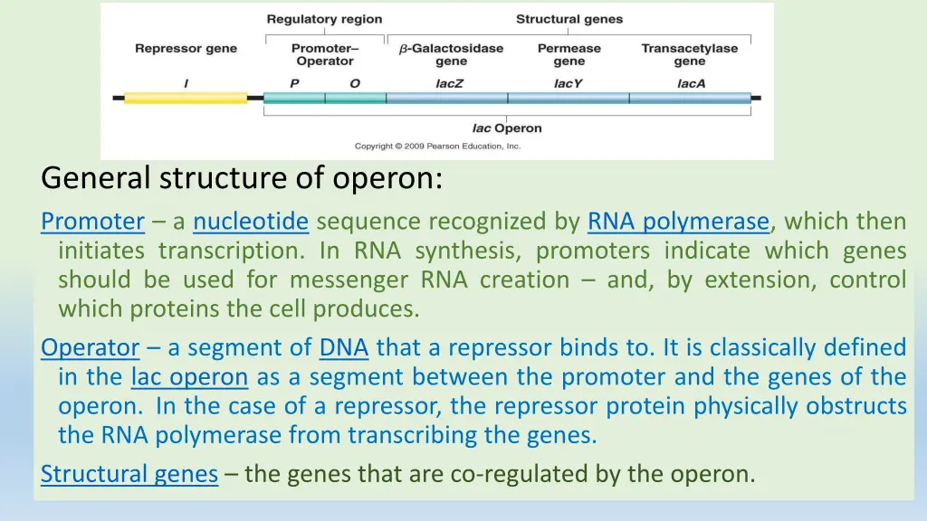 general structure of operon promoter a nucleotide