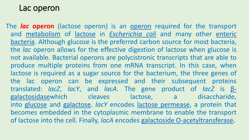 lac operon lac operon