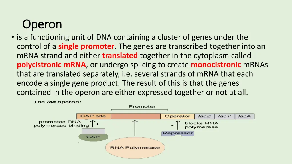 operon operon is a functioning unit