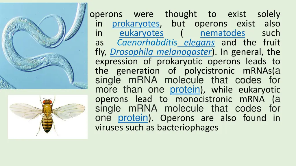 operons in in as fly drosophila melanogaster