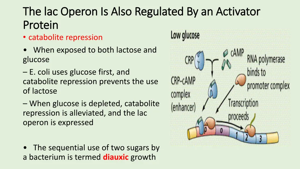 the lac operon is also regulated by an activator