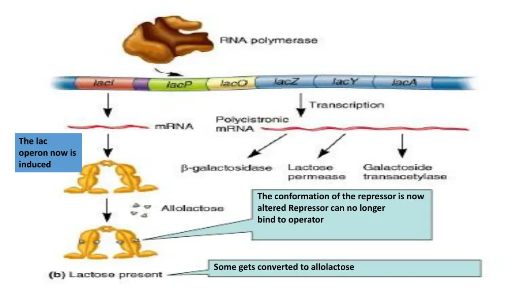 the lac operon now is induced