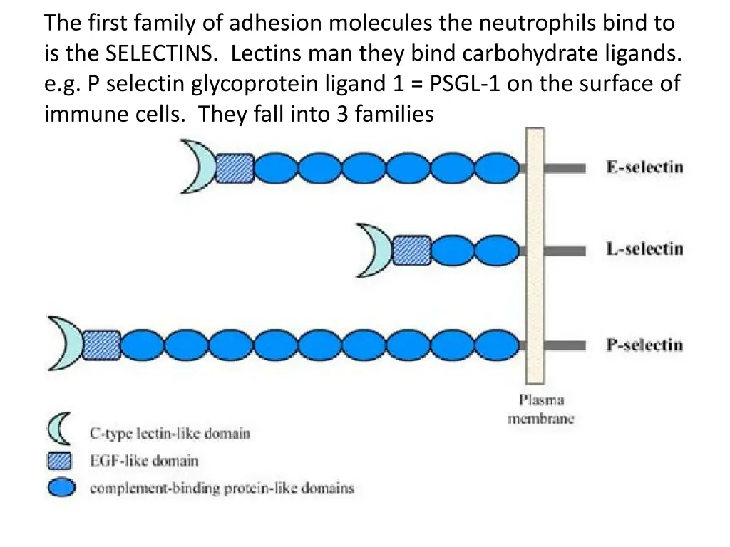 the first family of adhesion molecules