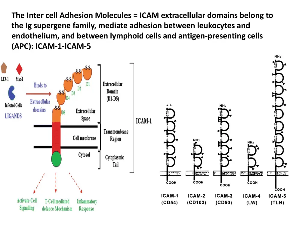 the inter cell adhesion molecules icam