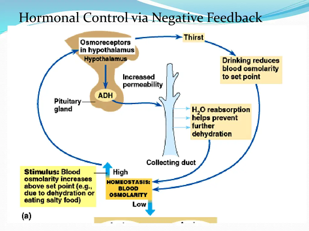 hormonal control via negative feedback