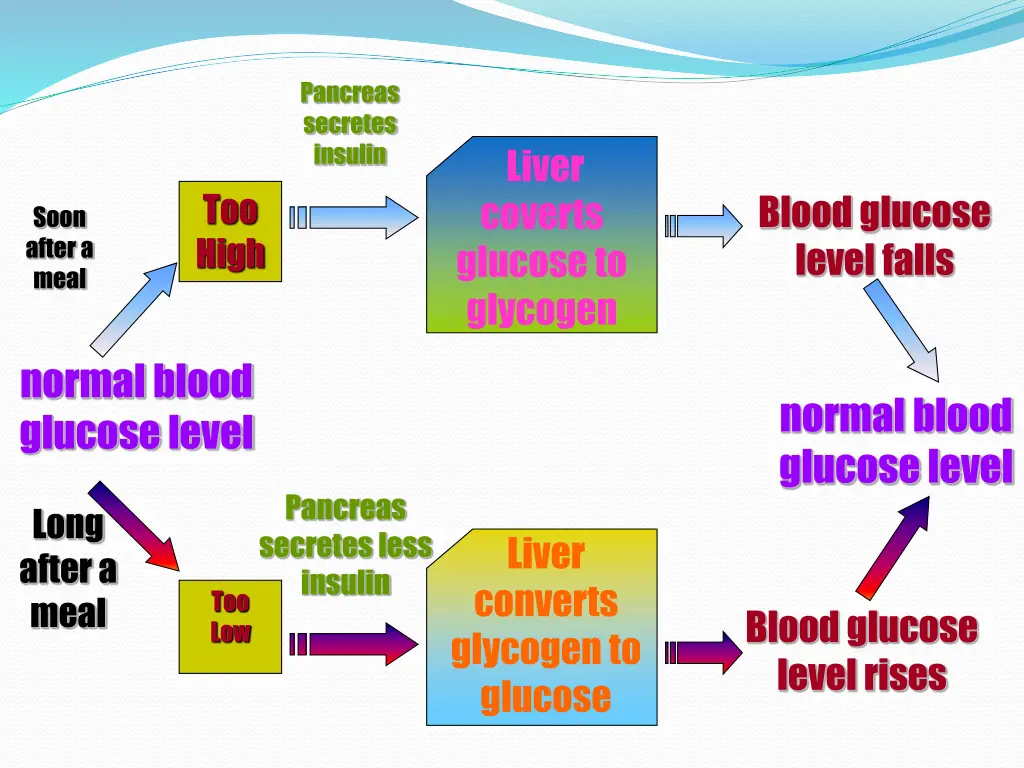 pancreas secretes insulin