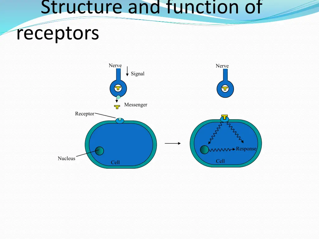 structure and function of receptors