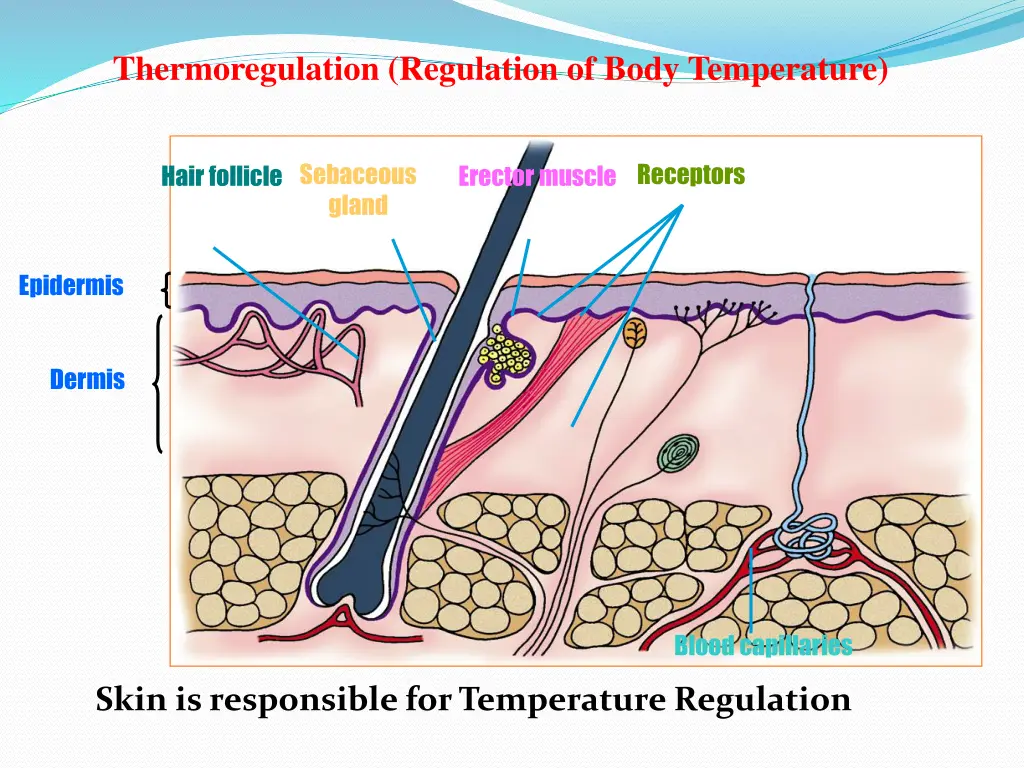 thermoregulation regulation of body temperature