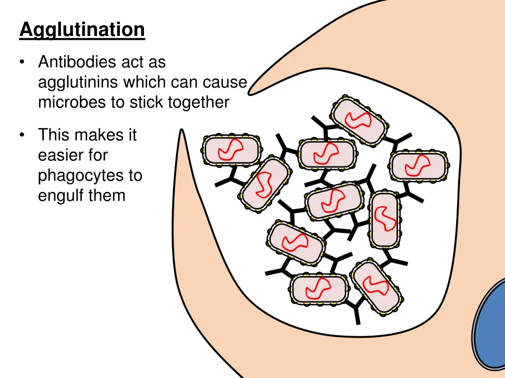 agglutination