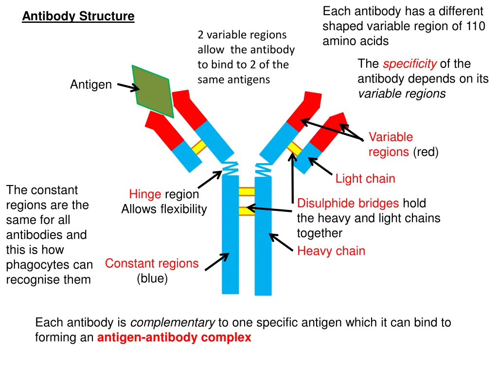 each antibody has a different shaped variable