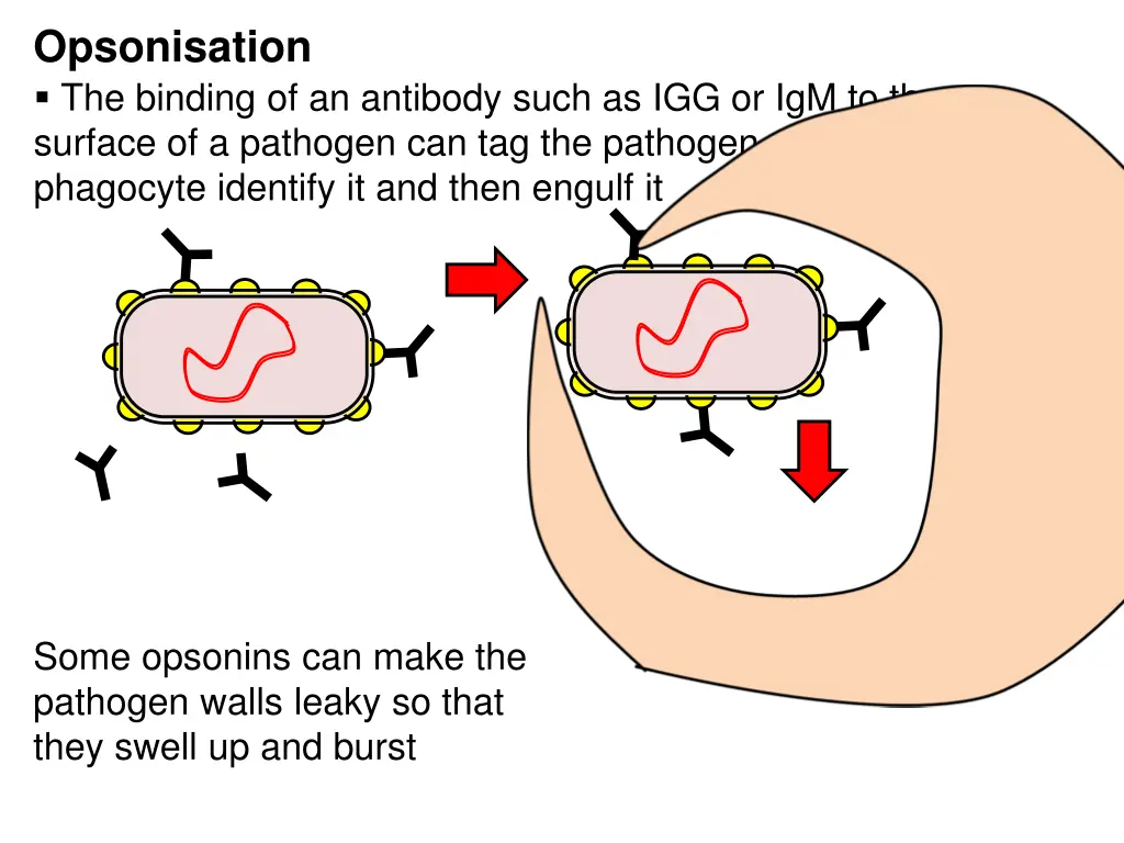 opsonisation the binding of an antibody such