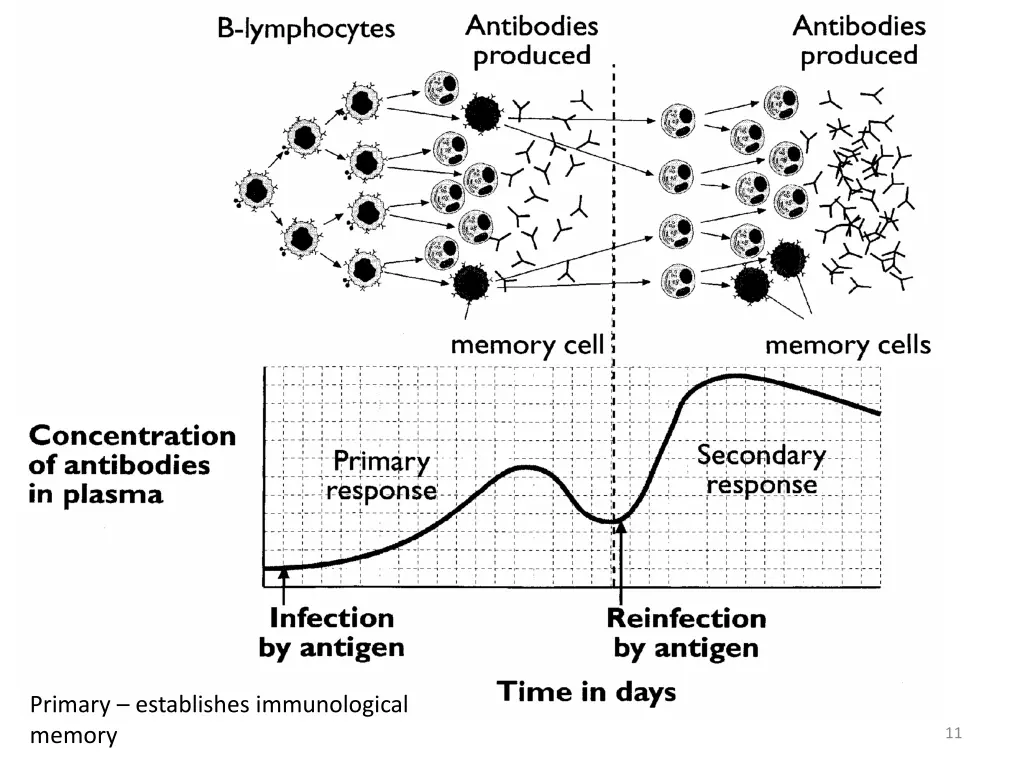 primary establishes immunological memory