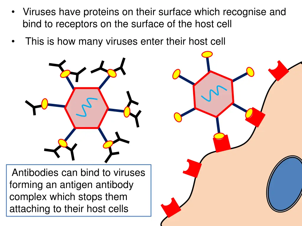 viruses have proteins on their surface which