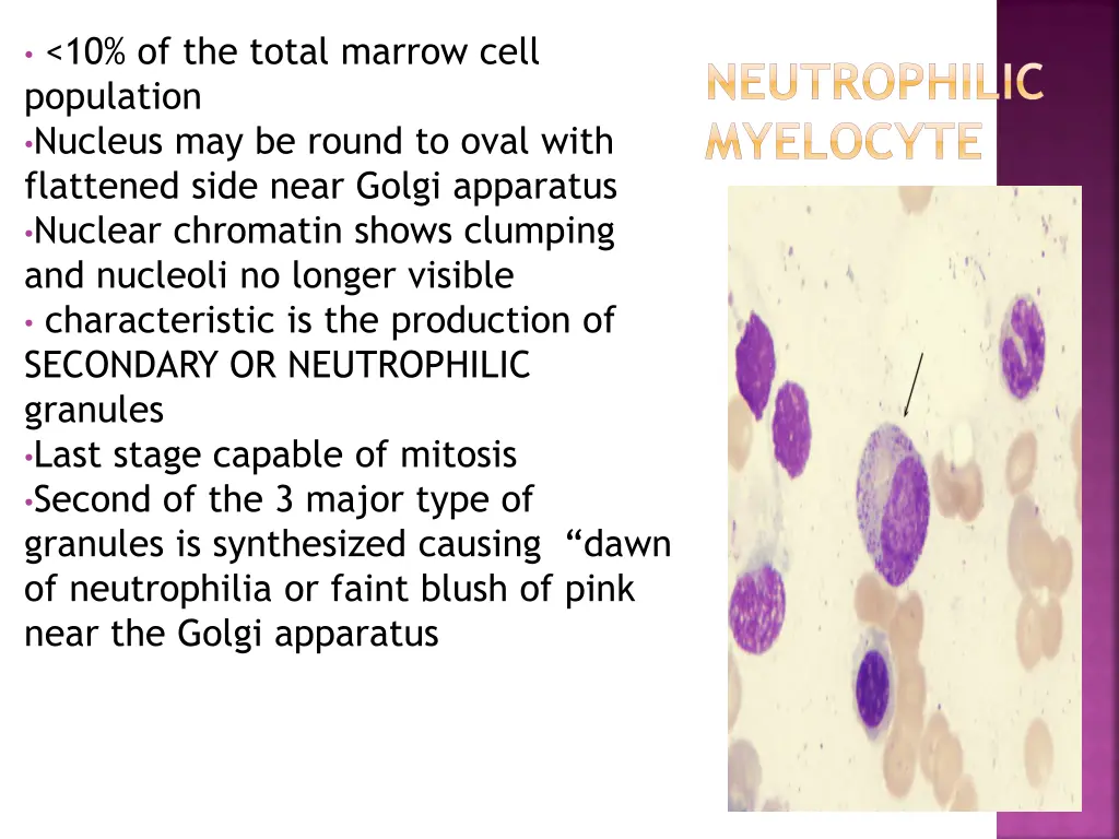 10 of the total marrow cell population nucleus